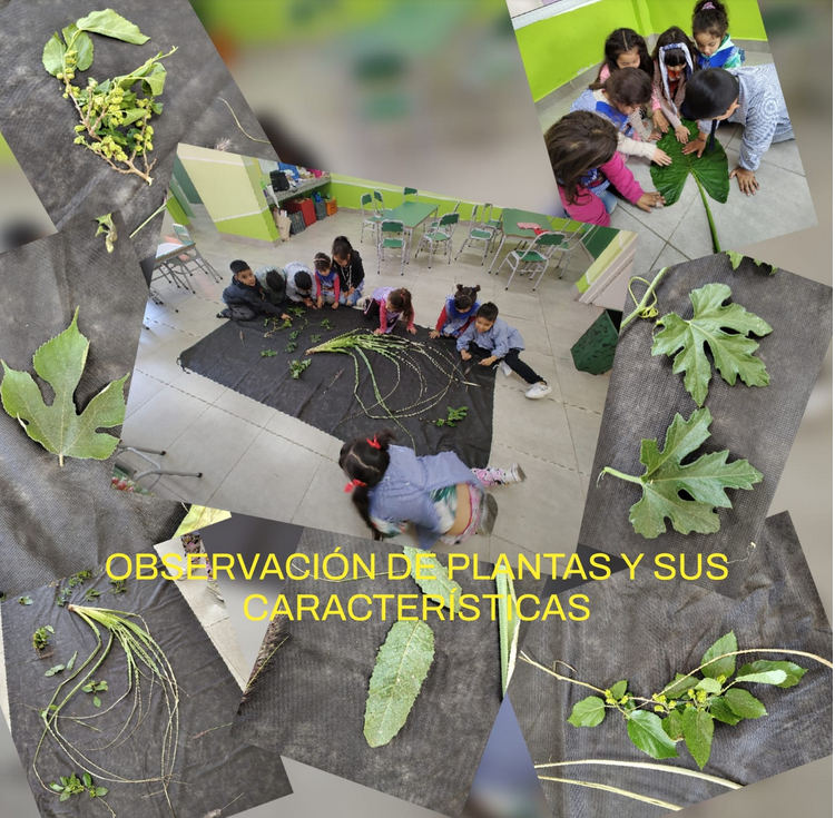 LUEGO DE LA VISITA AL ARROYO SARANDÍ Y OBSERVAR DIVERSOS COMPONENTES DE LA FLORA QUE HABITA ALLÍ, FUERON SELECCIONADAS ALGUNAS MUESTRAS DE HOJAS PARA INVESTIGAR UNA DE ELLAS.