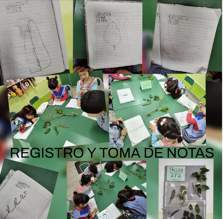 A PARTIR DE LA OBSERVACIÓN, LOS NIÑOS/AS REALIZARON REGISTROS, TOMA DE NOTAS Y DESCRIBIERON LAS CARACTERÍSTICAS DE LAS HOJAS TRAÍDAS DEL ARROYO SARANDÍ