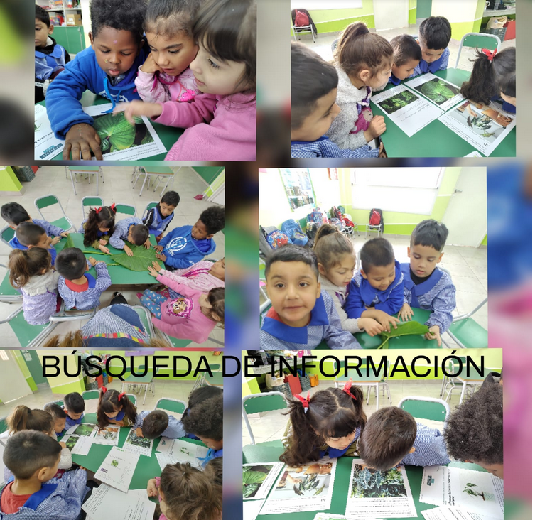 MEDIANTE UNA VOTACIÓN SE ELIGIÓ LA PLANTA “ALOCASIA” PARA REALIZAR UNA INFOGRAFÍA.  EN PRIMERA INSTANCIA, LA DOCENTE LES CONTÓ A LOS NIÑOS/AS QUÉ ES UNA INFOGRAFÍA Y LES MOSTRÓ DIFERENTES TIPOS. ENTRE TODOS ELIGIERON EL MODELO QUE FUE LLEVADA A CABO. A TRAVÉS DE LA BÚSQUEDA DE INFORMACIÓN Y SU LECTURA SE FUERON ENRIQUECIENDO SUS CONOCIMIENTOS.